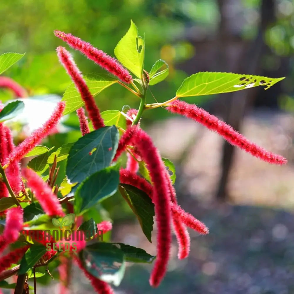 Amaranthus Cadatus Red Flowering Seeds Premium Flower For Stunning Blooms Ideal Planting & Gardening