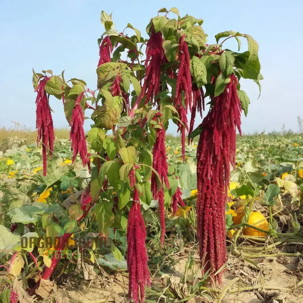 Amaranthus Cadatus Red Flowering Seeds Premium Flower For Stunning Blooms Ideal Planting & Gardening