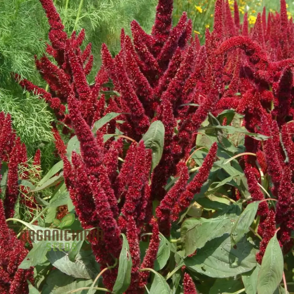 Amaranthus Cadatus Red Flowering Seeds Premium Flower For Stunning Blooms Ideal Planting & Gardening