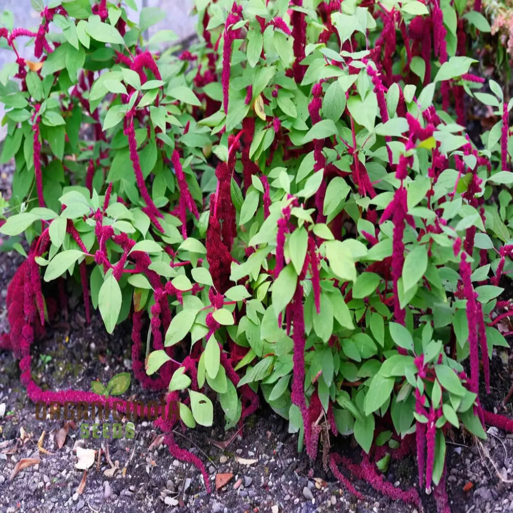 Amaranthus Cadatus Red Flowering Seeds Premium Flower For Stunning Blooms Ideal Planting & Gardening