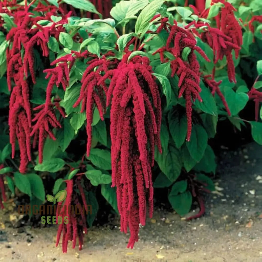 Amaranthus Cadatus Red Flowering Seeds Premium Flower For Stunning Blooms Ideal Planting & Gardening