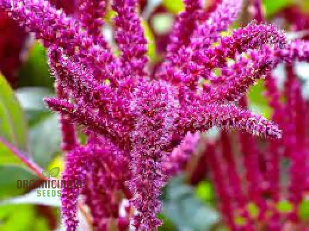 Amaranthus Foxtail Seeds - Ideal For Vibrant And Lush Gardening: Perfect Creating Stunning Floral