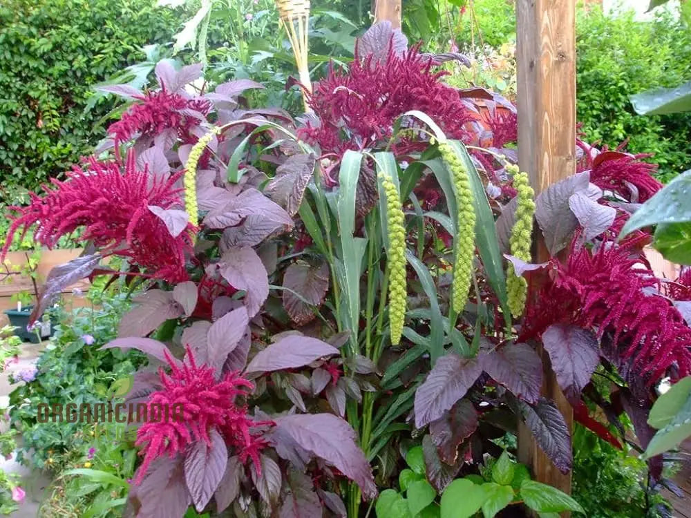 Amaranthus Foxtail Seeds - Ideal For Vibrant And Lush Gardening: Perfect Creating Stunning Floral