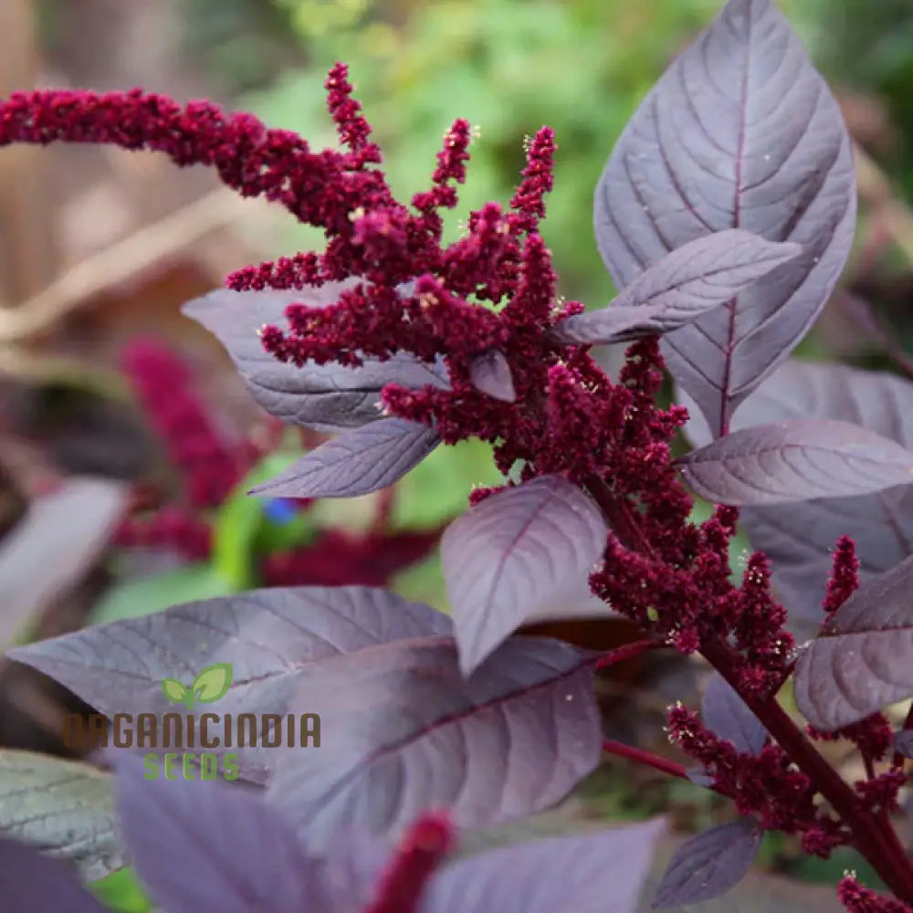 Amaranthus Foxtail Seeds - Ideal For Vibrant And Lush Gardening: Perfect Creating Stunning Floral