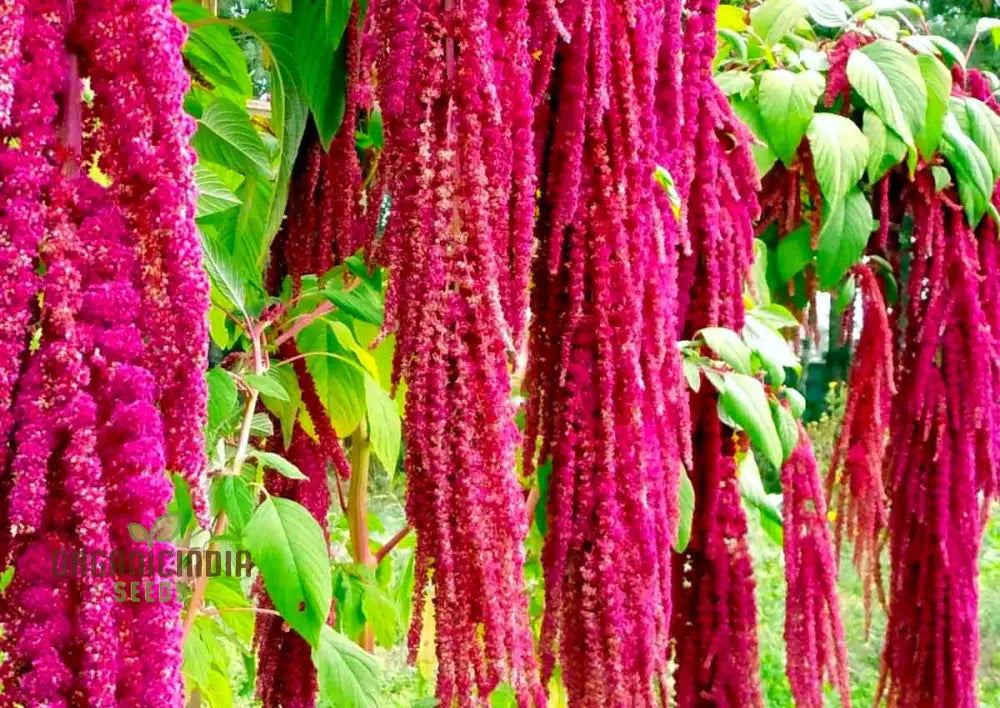 Amaranthus Foxtail Seeds - Ideal For Vibrant And Lush Gardening: Perfect Creating Stunning Floral