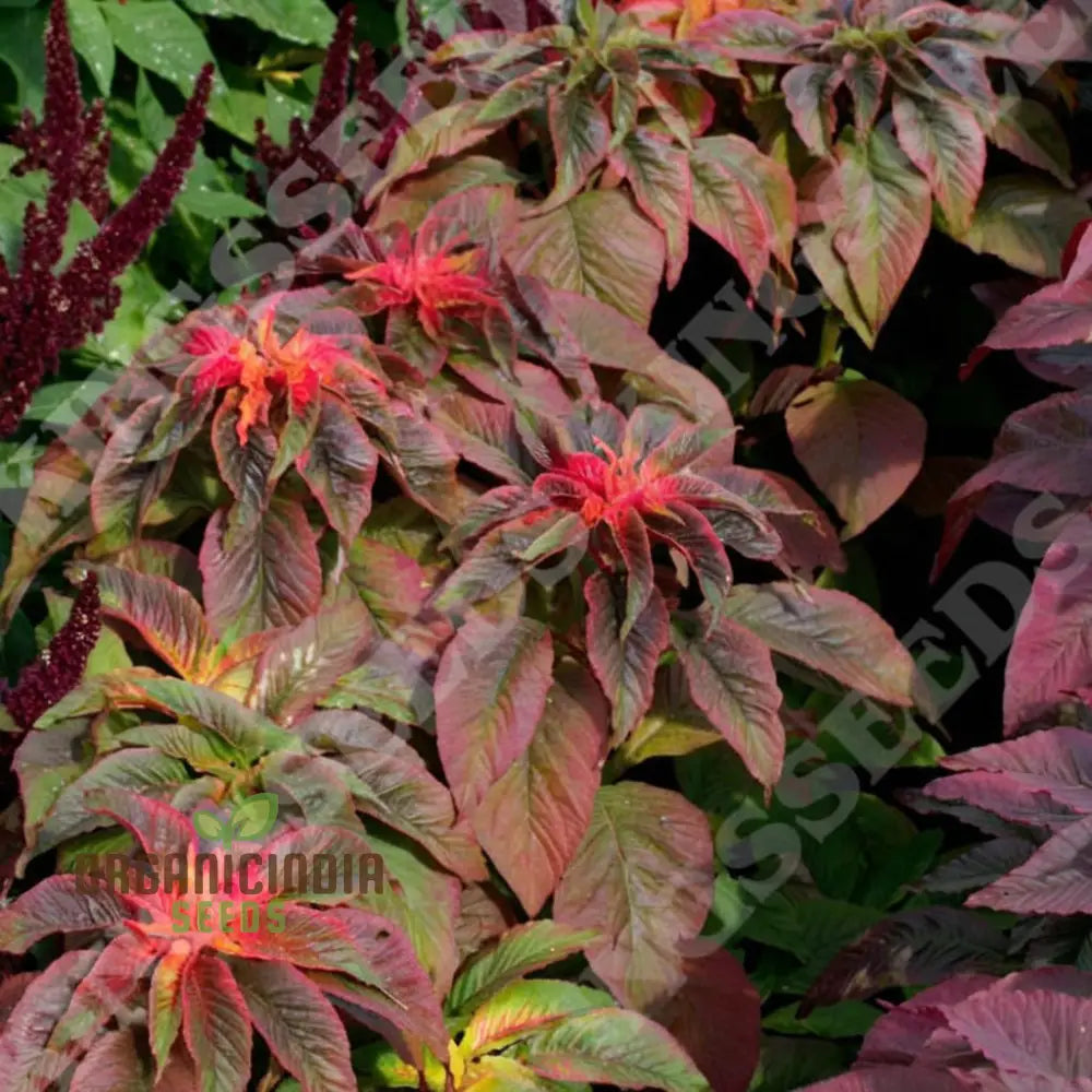 Amaranthus Illumination Seeds: Discover Vibrant Colors And Easy Gardening Solutions!