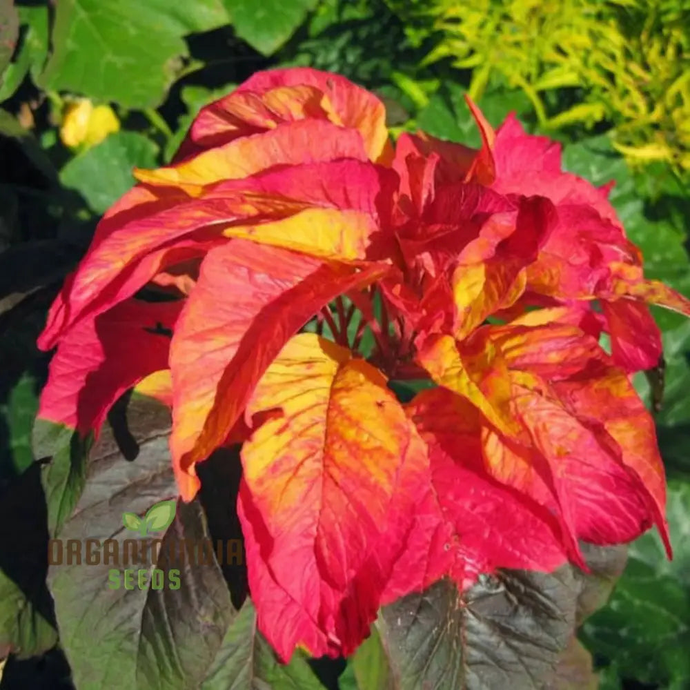 Amaranthus Illumination Seeds: Discover Vibrant Colors And Easy Gardening Solutions!