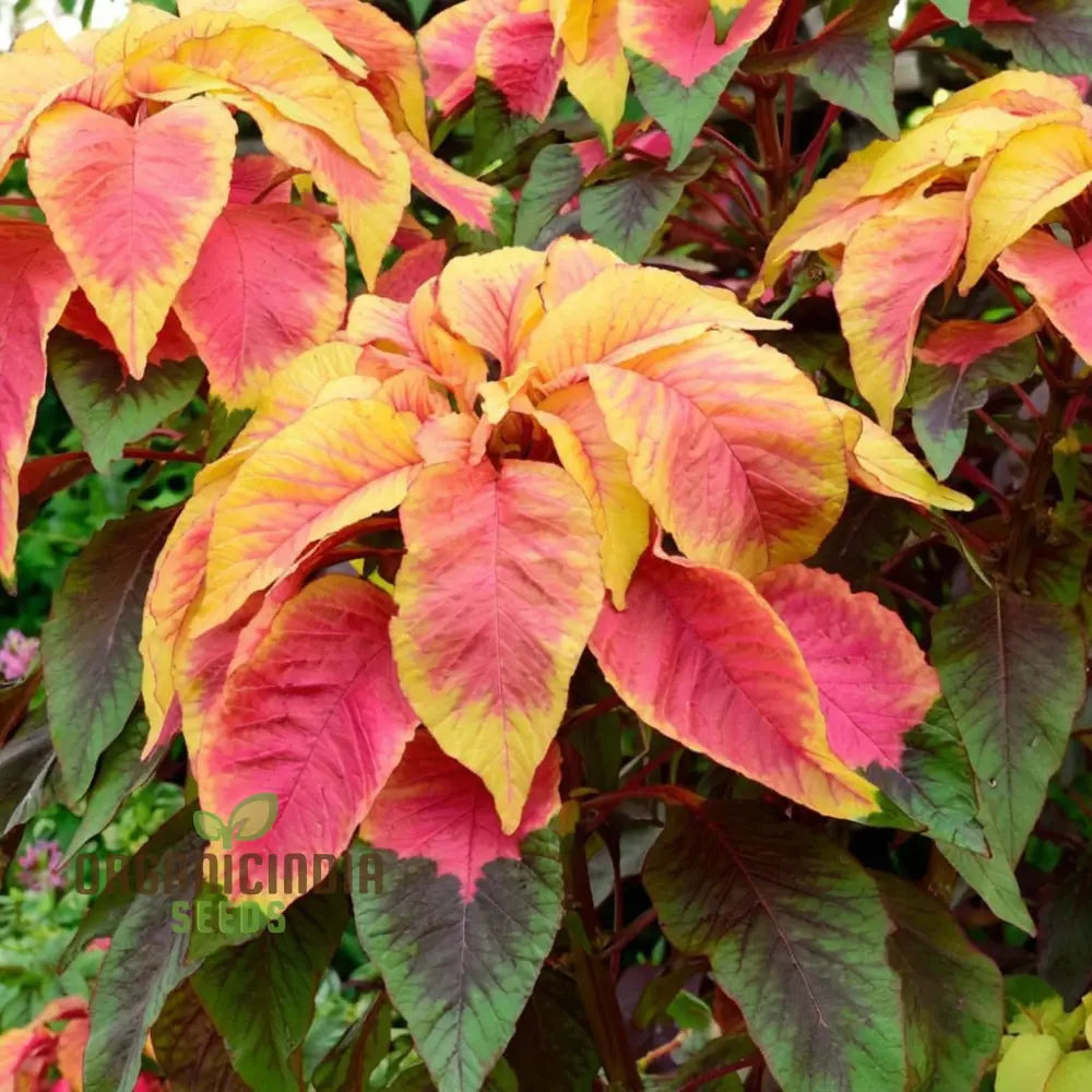 Amaranthus Illumination Seeds: Discover Vibrant Colors And Easy Gardening Solutions!