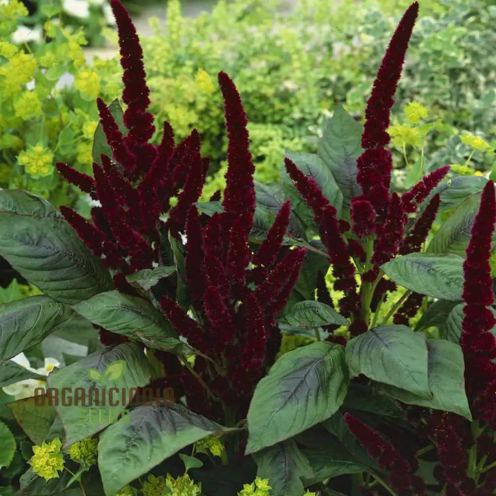 Amaranthus Seeds - Pygmy Torch For Stunning Garden Planting