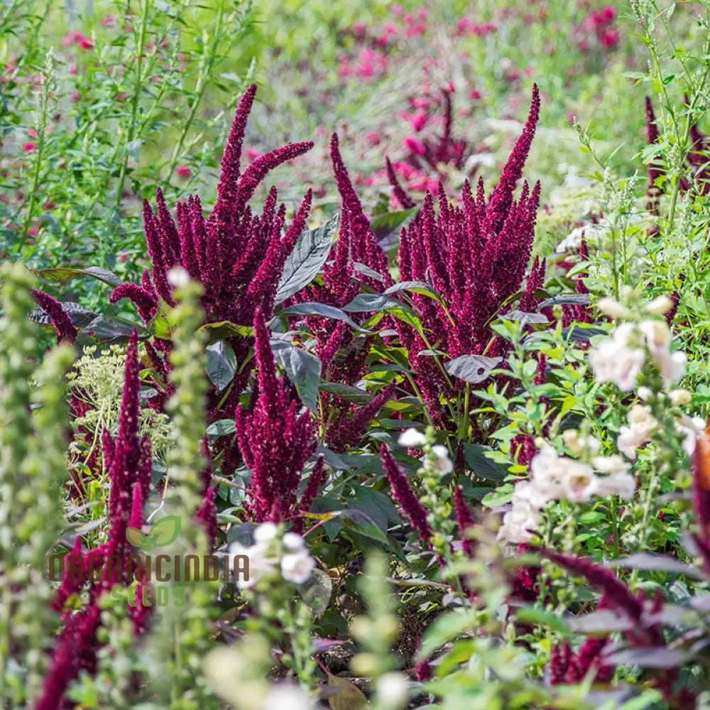 Amaranthus Seeds - Pygmy Torch For Stunning Garden Planting