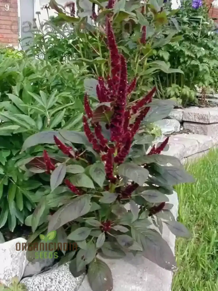 Amaranthus Seeds - Pygmy Torch For Stunning Garden Planting