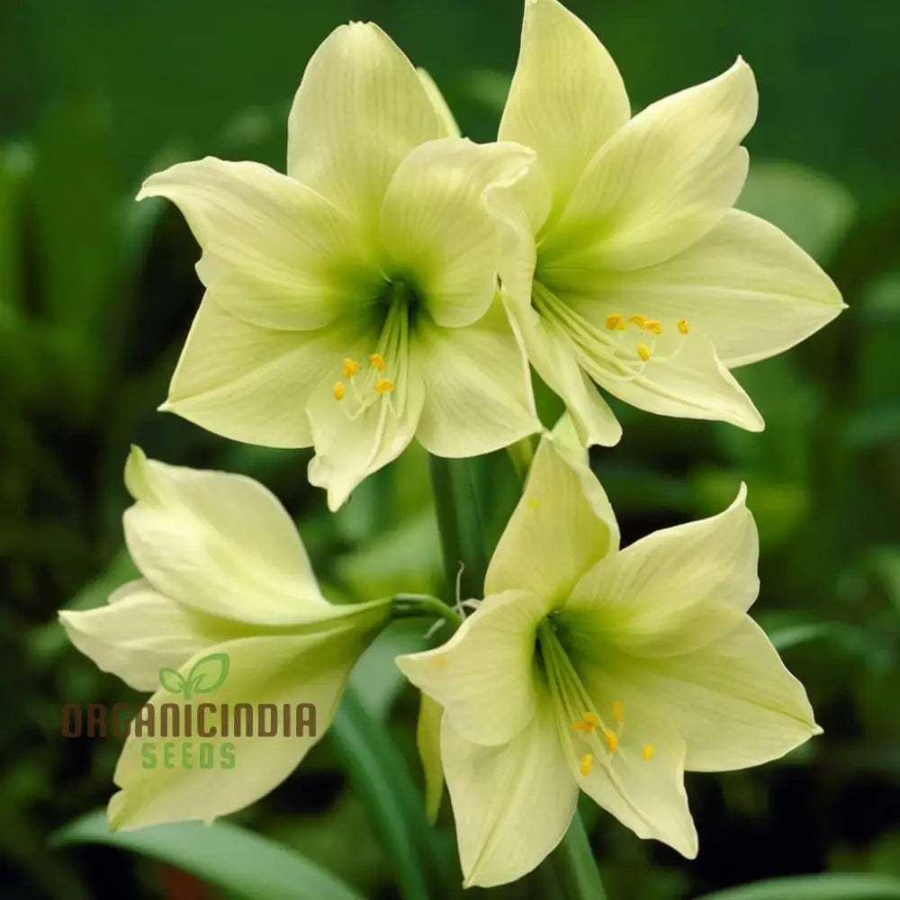 Amaryllis Flower Seeds For Planting Light Yellow Perennials