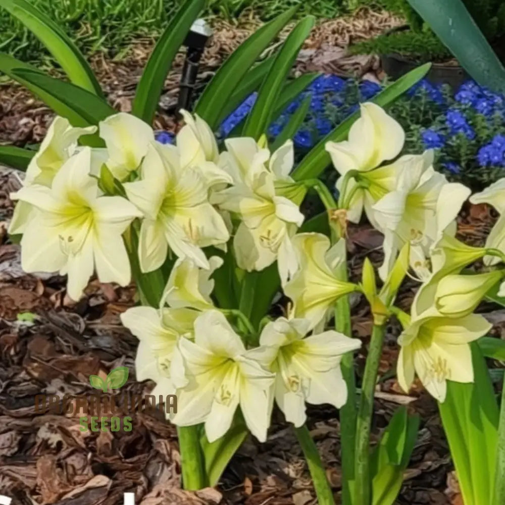 Amaryllis Flower Seeds For Planting Light Yellow Perennials