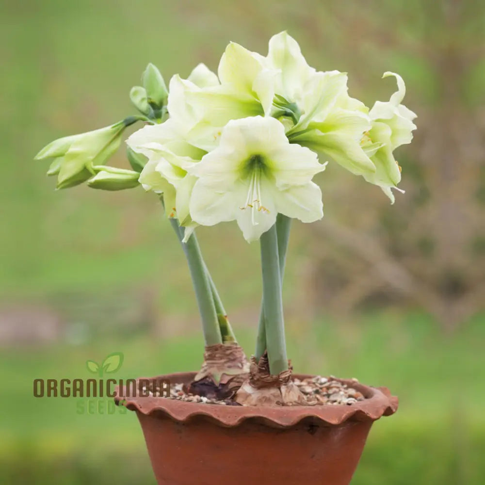 Amaryllis Flower Seeds For Planting Light Yellow Perennials