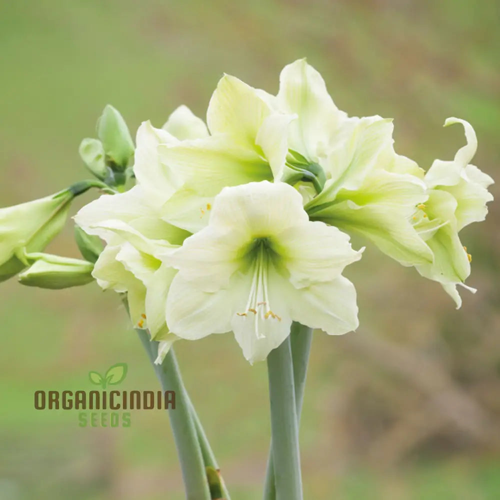 Amaryllis Flower Seeds For Planting Light Yellow Perennials