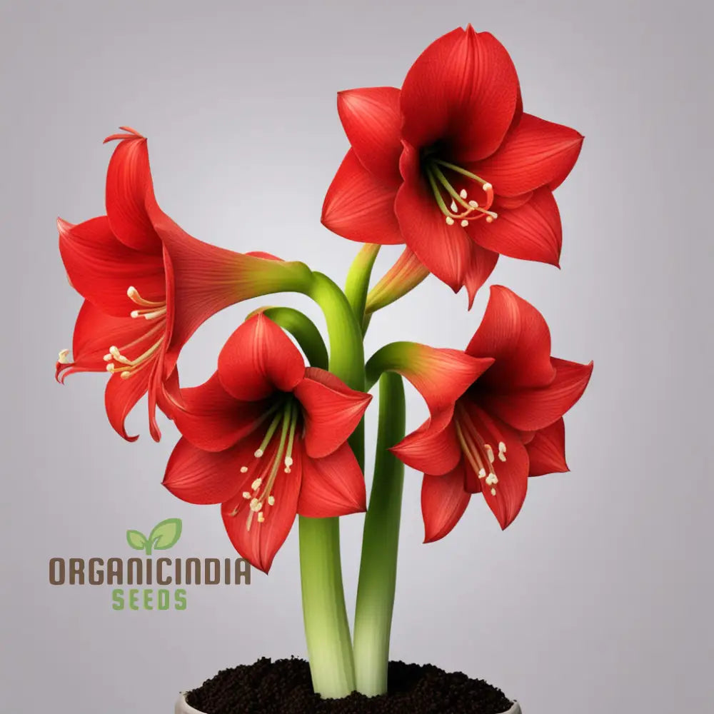 Amaryllis Flower Seeds Majestic Blooms For Vibrant Garden Displays - Premium Planting And Gardening