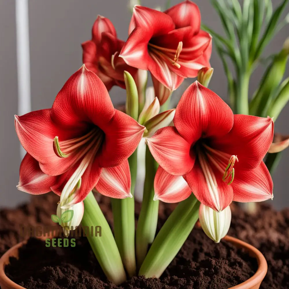 Amaryllis Flower Seeds Majestic Blooms For Vibrant Garden Displays - Premium Planting And Gardening