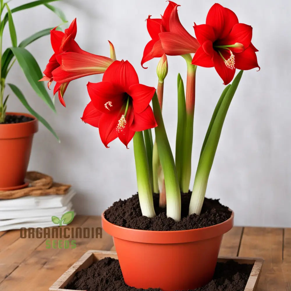 Amaryllis Flower Seeds Majestic Blooms For Vibrant Garden Displays - Premium Planting And Gardening