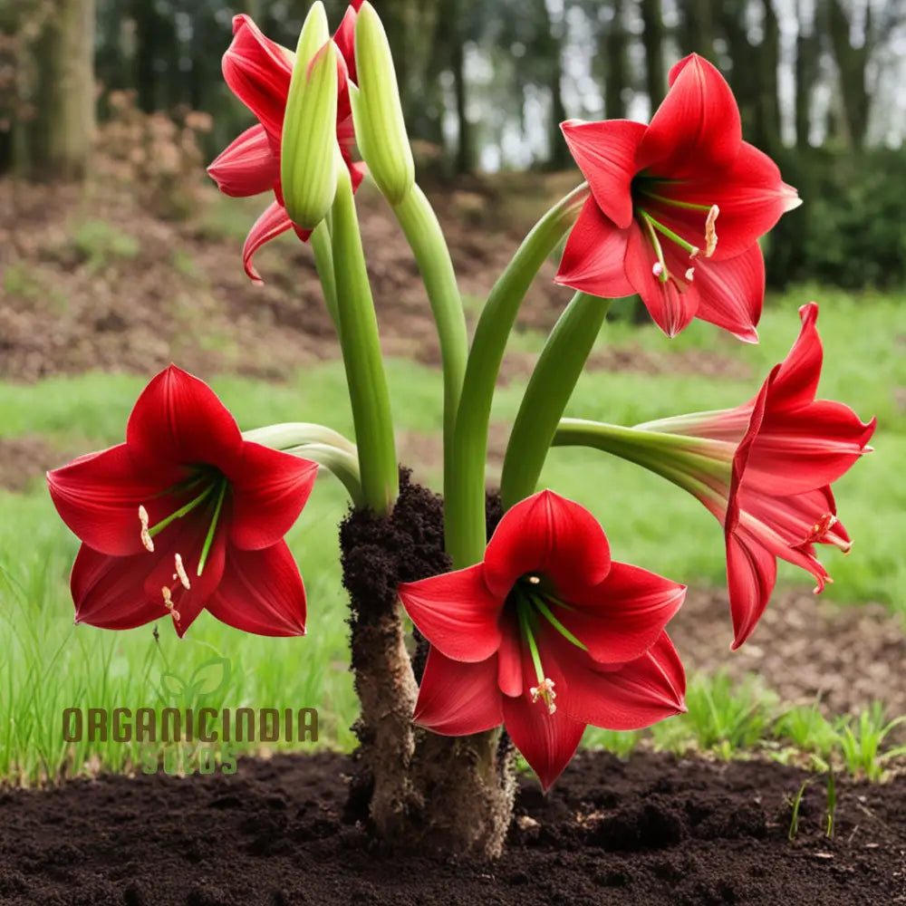 Amaryllis Flower Seeds Majestic Blooms For Vibrant Garden Displays - Premium Planting And Gardening