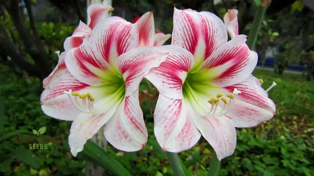 Amaryllis Lily Mix Seeds For Planting | Colorful Flowers Gardening Enthusiasts