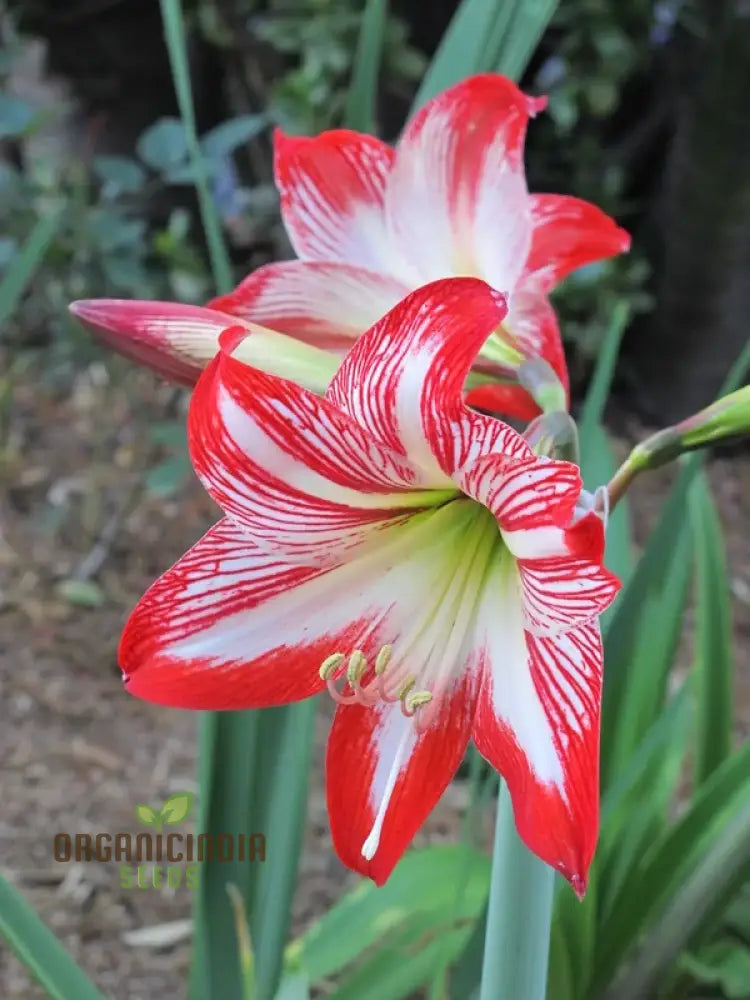 Amaryllis Lily Mix Seeds For Planting | Colorful Flowers Gardening Enthusiasts