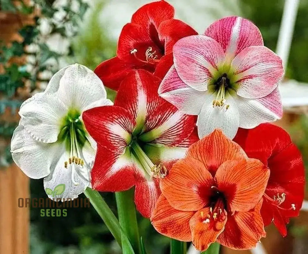 Amaryllis Lily Mix Seeds For Planting | Colorful Flowers Gardening Enthusiasts