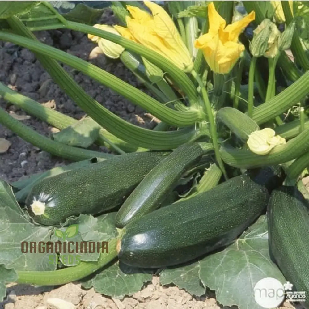 Ambassador Courgette Seeds - High-Yielding Variety For Delicious Homegrown Zucchini Vegetable