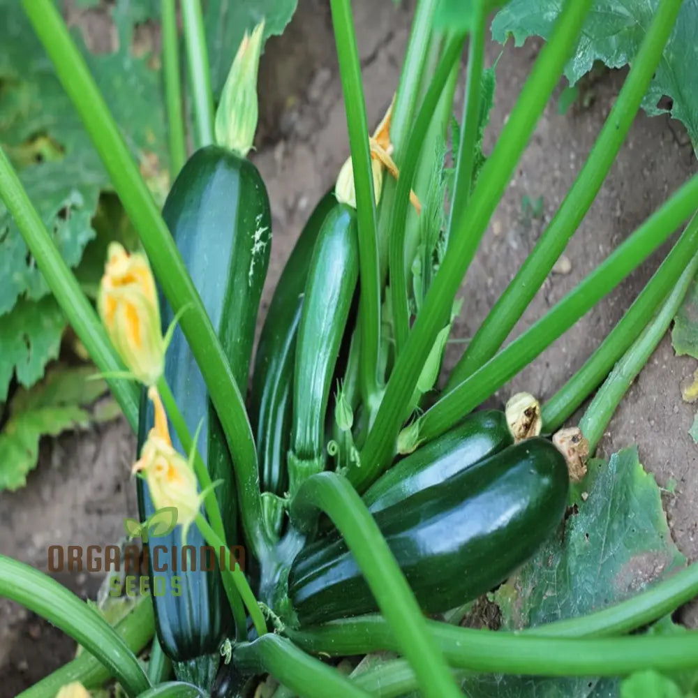 Ambassador Courgette Seeds - High-Yielding Variety For Delicious Homegrown Zucchini Vegetable