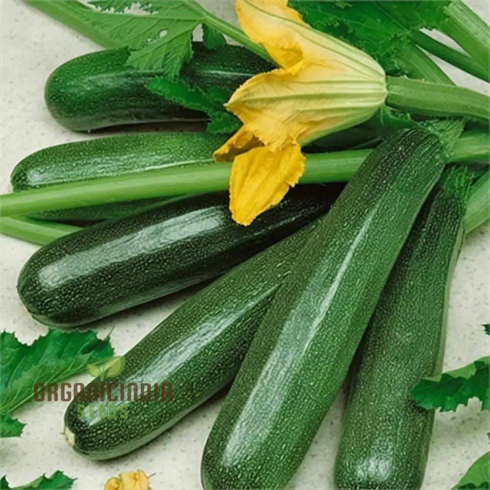 Ambassador Courgette Seeds - High-Yielding Variety For Delicious Homegrown Zucchini Vegetable