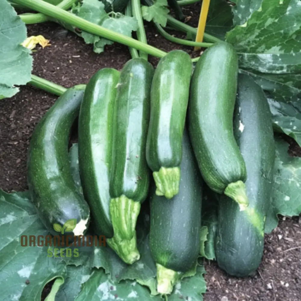 Ambassador Courgette Seeds - High-Yielding Variety For Delicious Homegrown Zucchini Vegetable