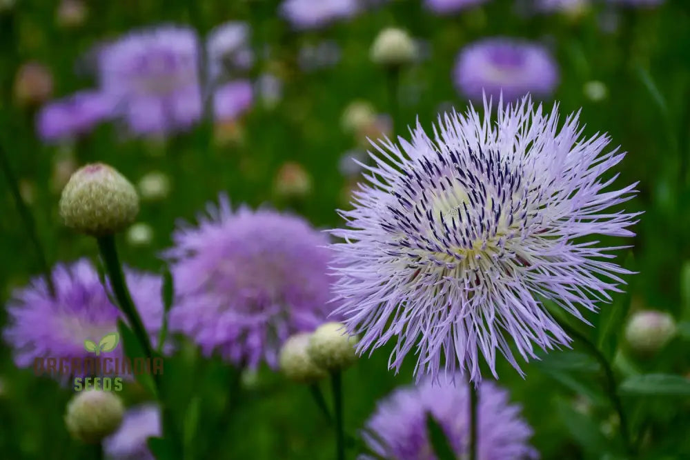 American Basket Flower Seeds - Beautiful Blooms For Easy Planting & Gardening