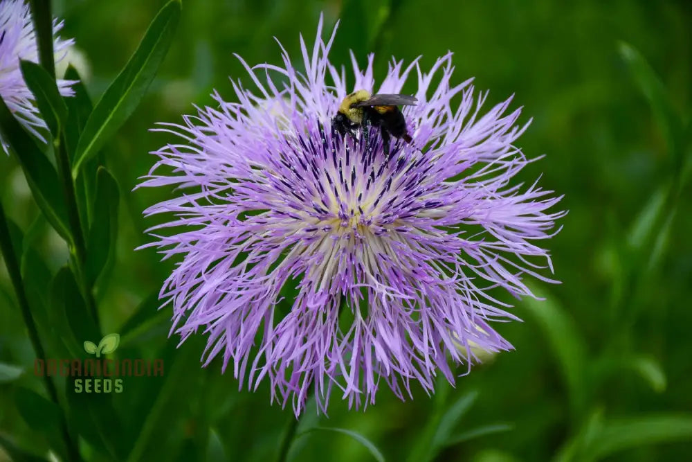 American Basket Flower Seeds - Beautiful Blooms For Easy Planting & Gardening