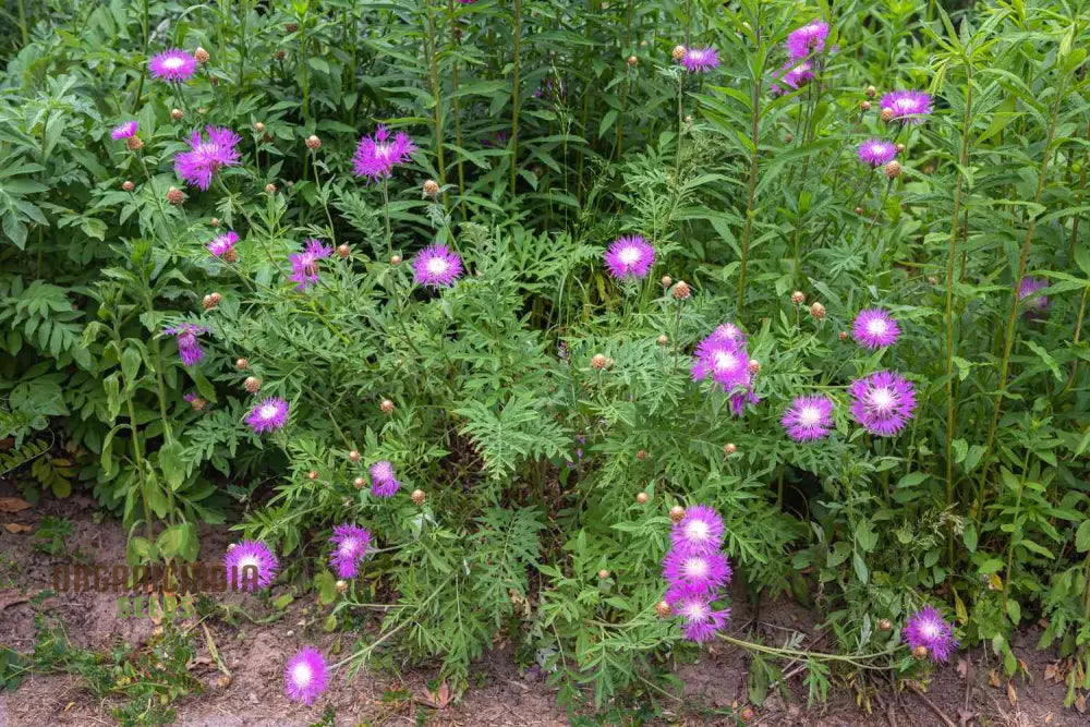 American Basket Flower Seeds - Beautiful Blooms For Easy Planting & Gardening