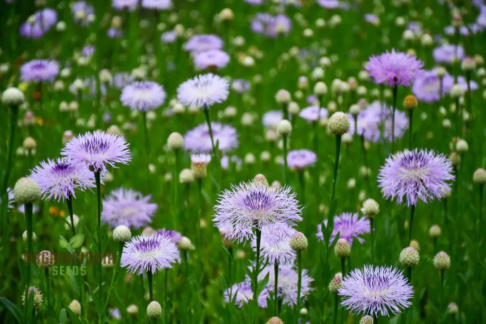 American Basket Flower Seeds - Beautiful Blooms For Easy Planting & Gardening