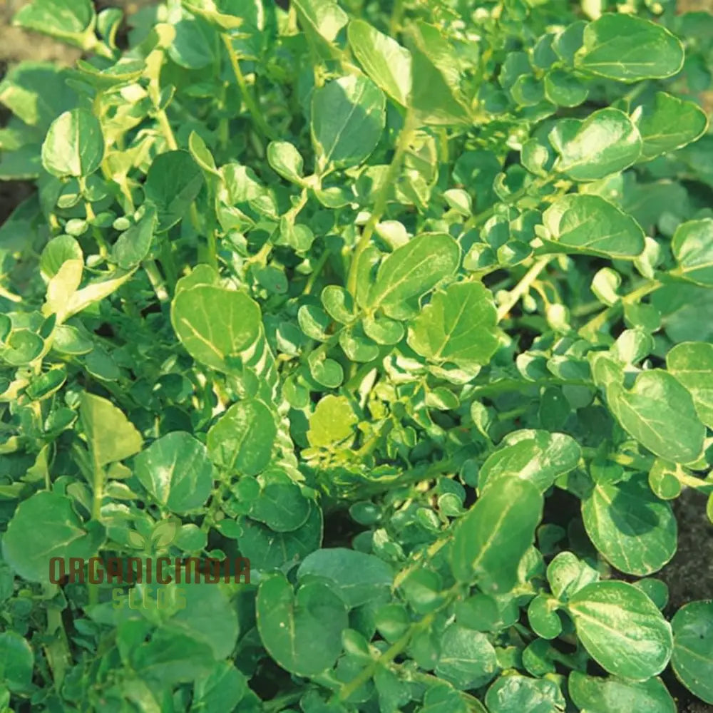 American Land Cress Seeds – Elevate Your Gardening Journey With Nutrient-Rich Greens Straight