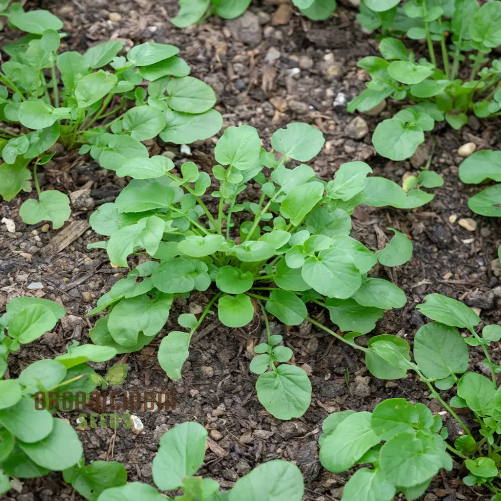 American Land Cress Seeds – Elevate Your Gardening Journey With Nutrient-Rich Greens Straight