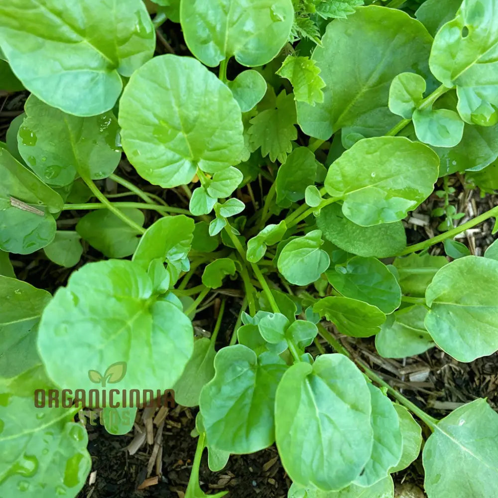 American Land Cress Seeds – Elevate Your Gardening Journey With Nutrient-Rich Greens Straight