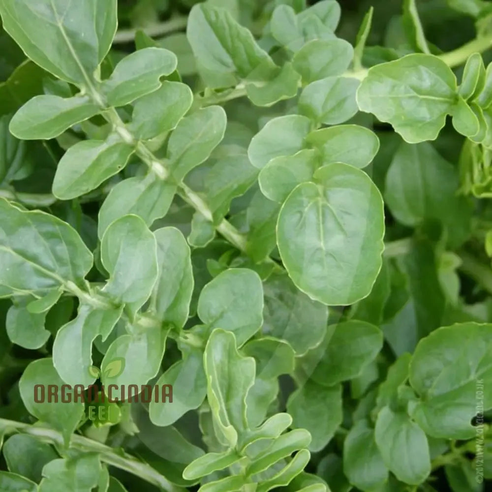 American Land Cress Seeds – Elevate Your Gardening Journey With Nutrient-Rich Greens Straight