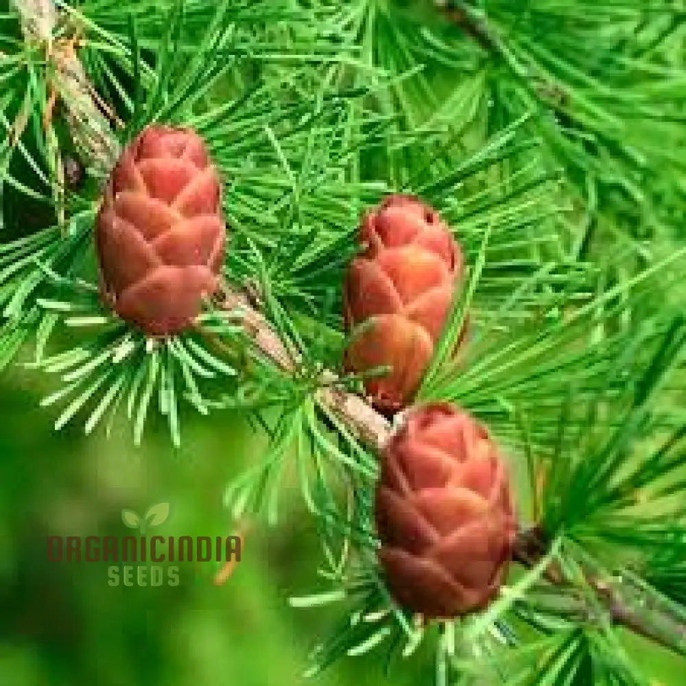 American Larch - Larix Laricina Seeds | Planting Guide Included Hardy Conifer For Landscaping And