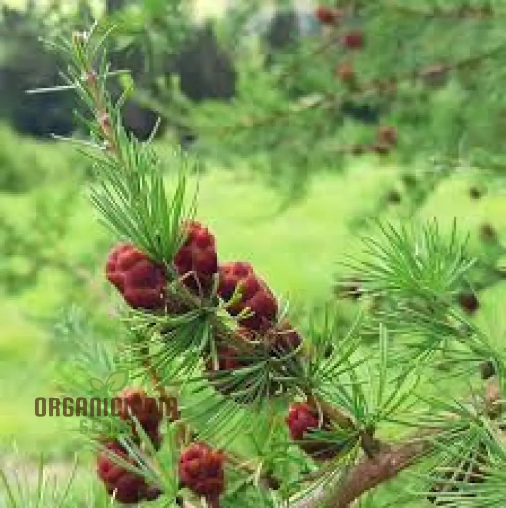 American Larch - Larix Laricina Seeds | Planting Guide Included Hardy Conifer For Landscaping And