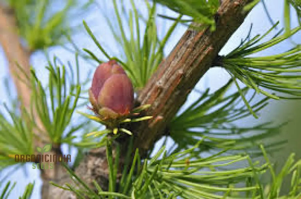 American Larch - Larix Laricina Seeds | Planting Guide Included Hardy Conifer For Landscaping And