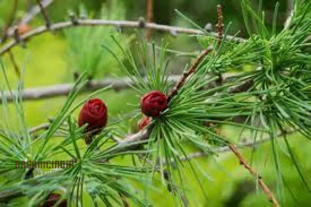 American Larch - Larix Laricina Seeds | Planting Guide Included Hardy Conifer For Landscaping And