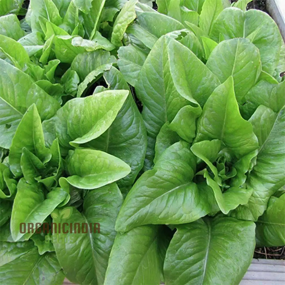 Amish Deer Tongue Lettuce Seeds - Heirloom Variety For Gardening And Planting