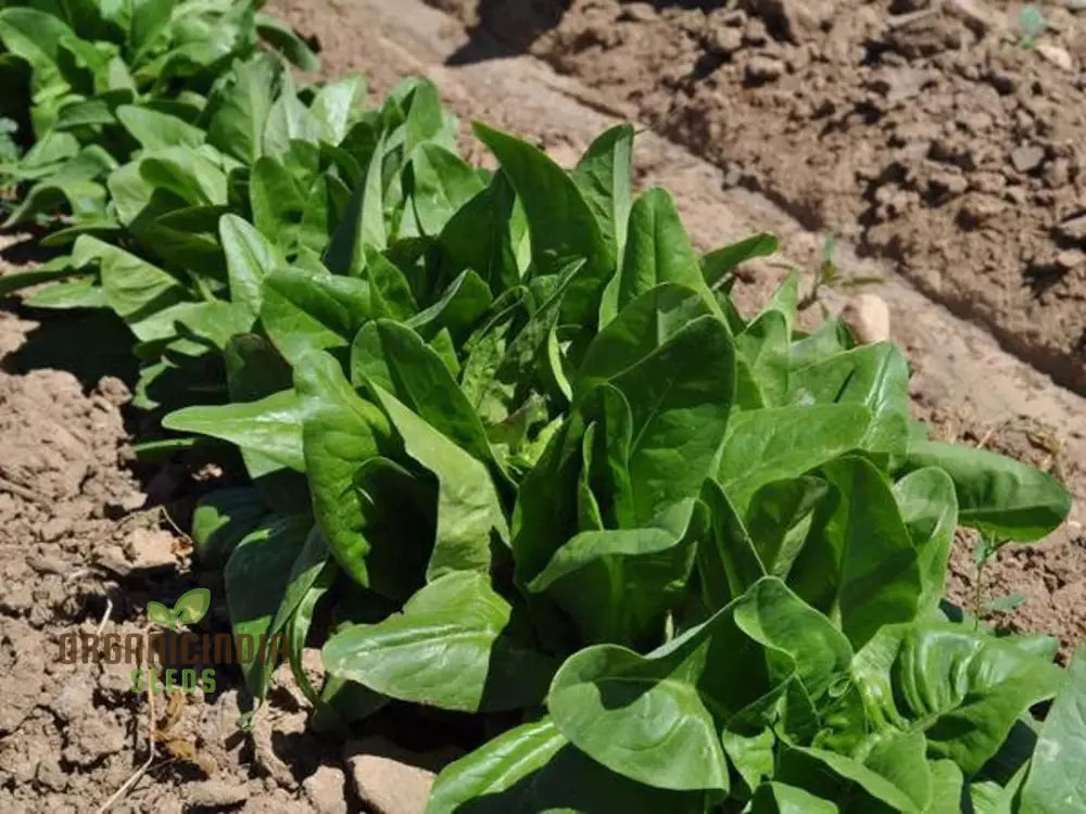 Amish Deer Tongue Lettuce Seeds - Heirloom Variety For Gardening And Planting