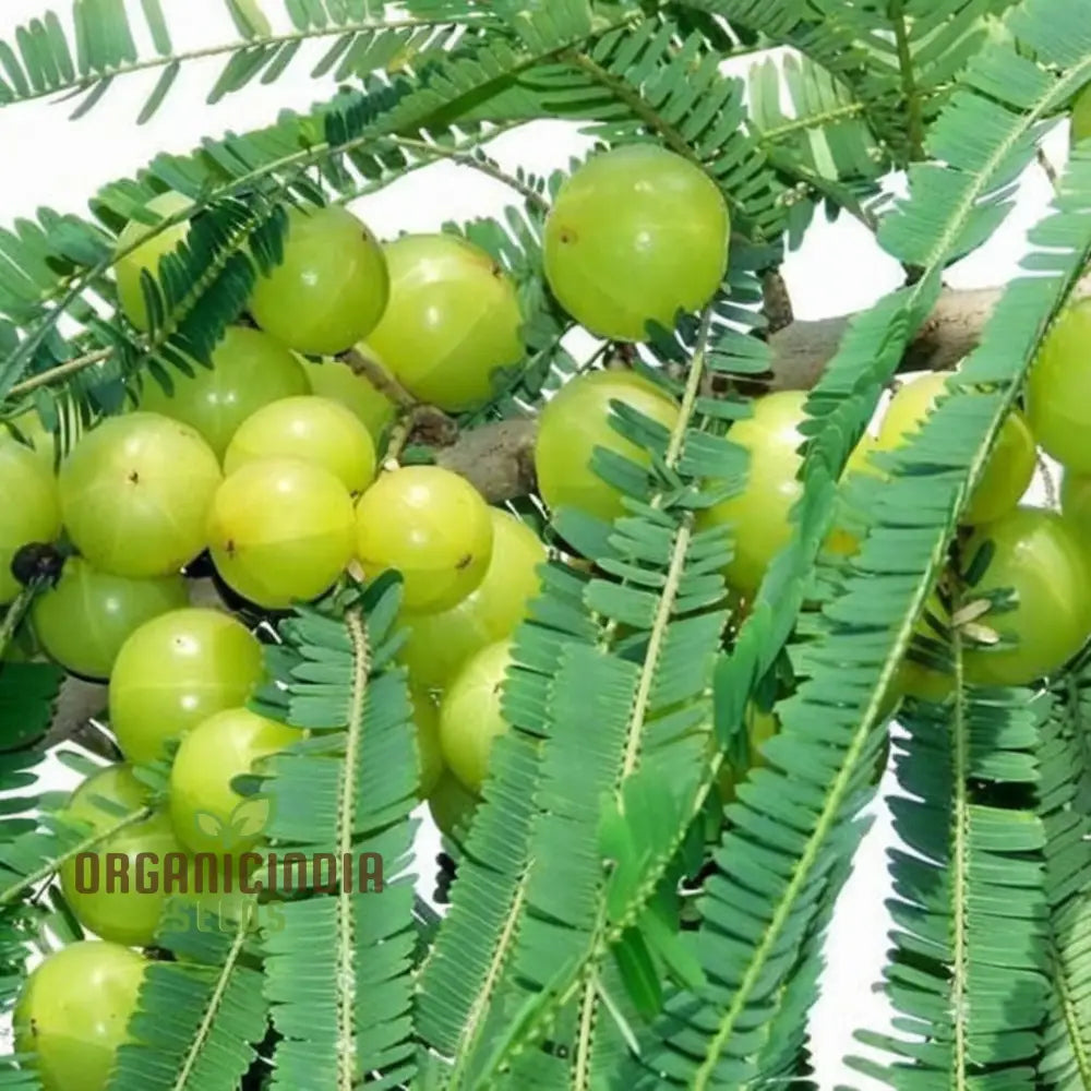 Amla Fruit Seeds Comprehensive Planting And Gardening Guide For Growing Nutrient-Rich Fruits In