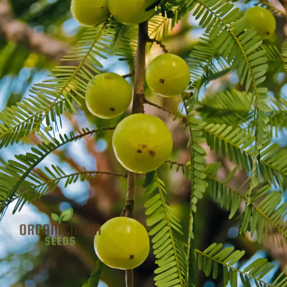 Amla Fruit Seeds Comprehensive Planting And Gardening Guide For Growing Nutrient-Rich Fruits In