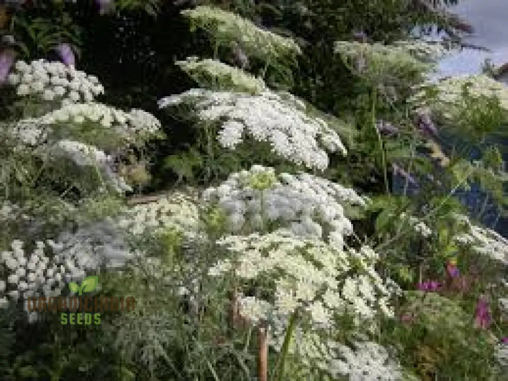 Ammi Majus Seeds For Planting: Discover The Delicate Beauty For Your Gardenâ€™s Joyous Blooms