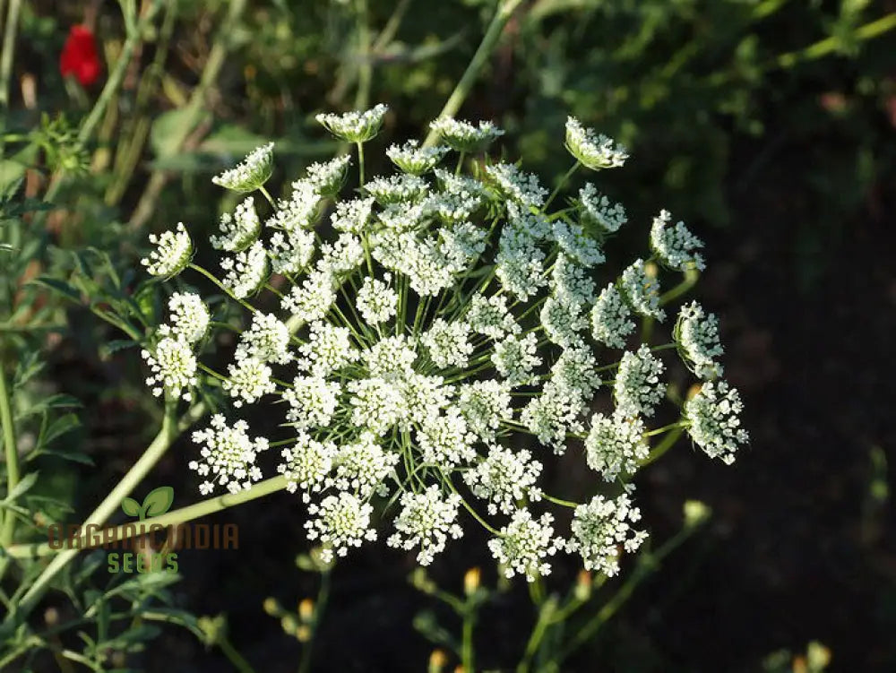 Ammi Majus Seeds For Planting: Discover The Delicate Beauty For Your Garden’s Joyous Blooms