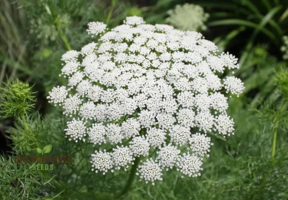 Ammi Majus Seeds For Planting: Discover The Delicate Beauty For Your Gardenâ€™s Joyous Blooms