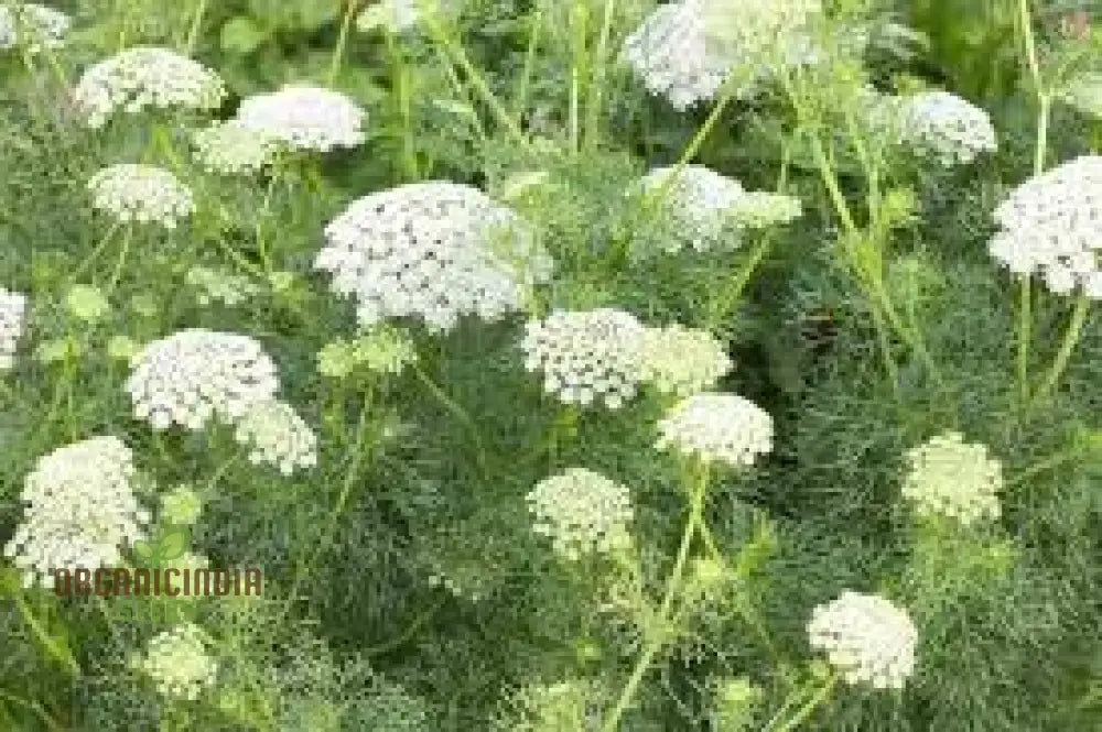 Ammi Majus Seeds For Planting: Discover The Delicate Beauty For Your Garden’s Joyous Blooms